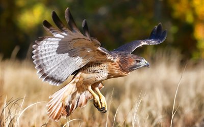 4k, falcão em voo, aves de rapina, falcão de cauda vermelha, buteo jamaicensis, alasca, falcão, vida selvagem