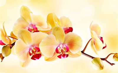 orquídea, 4k, rama de orquídea, orquídeas púrpuras amarillas, flores tropicales, fondo de orquídeas, orquídeas amarillas, flores de fondo