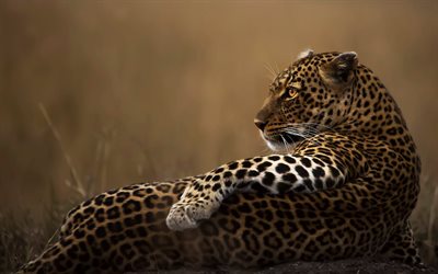leopard, wildkatze, abend, sonnenuntergang, afrika, gefährliche tiere, leoparden, wilde tiere