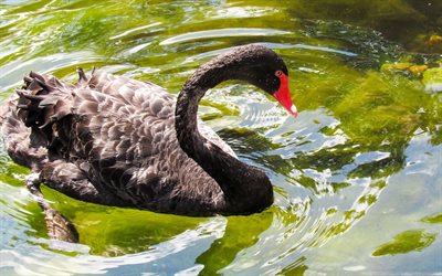 4k, black swan, beautiful birds, pond, Cygnus atratus, pictures with swans, wildlife, swans