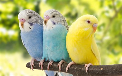 three budgerigars, exotic birds, parakeet, bokeh, colorful birds, budgerigars, shell parakeet, parrots, Melopsittacus undulatus, budgerigars on branch