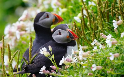 Two Puffins, 4k, bokeh, exotic birds, wildlife, Fratercula, pictures with birds, puffins