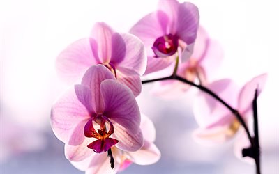 ピンクの蘭, 4k, 熱帯の花, 屋内の花, 蘭の枝, 蘭, 紫色の蘭の背景, 美しい花, 紫色の蘭