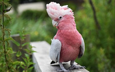 4k, Galah, pink cockatoo, pink and gray cockatoo, Eolophus roseicapilla, parrots, cockatoo, rose-breasted cockatoo