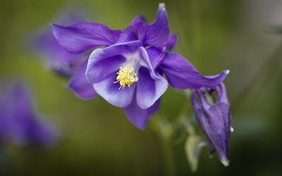 Aquilegia, purple flower, columbine, grannys bonnet, Aquilegia background, purple flower background, flower background