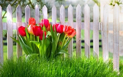 tulipani rossi, 4k, aiuola, staccionata bianca, primavera, bellissimi fiori, tulipani, fiori primaverili