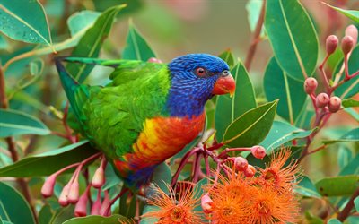 lorikeet, renkli papağan, trichoglossus haematodus, hindistan cevizi lori, yeşil enseli lorikeet, güzel kuşlar, bir dalda lorike