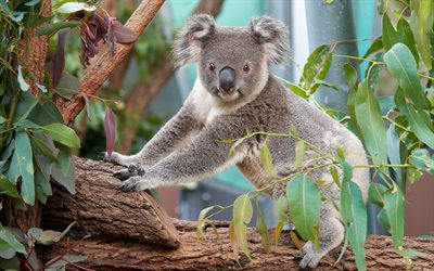 كوالا, حيوانات لطيفة, الحيوانات البرية, أستراليا, تتحمل, الكوالا, phascolarctos cinereus, جرابيات
