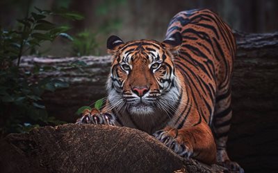 벵갈 호랑이, 야생 동물, 포식자, 호랑이, 인도, 숲의 티그