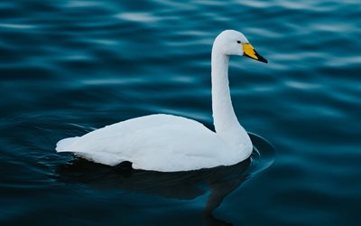 white swan, beautiful birds, pond, Cygnus olor, pictures with swans, wildlife, swans