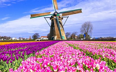 tulipes, fleurs sauvages, moulin à vent, keukenhof, champ de tulipes, fleurs de printemps, tulipes colorées, jardin de l europe, lisse, pays-bas