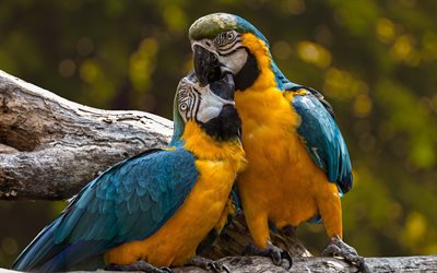 4k, 파란색과 노란색 잉꼬, 사랑 개념, 앵무새 커플, 이국적인 새들, 보케, 화려한 앵무새, 아라 아라우나, 다채로운 새들, 앵무새, 키스하는 새들, 야생 동물, 파란색과 금색 잉꼬, 아라