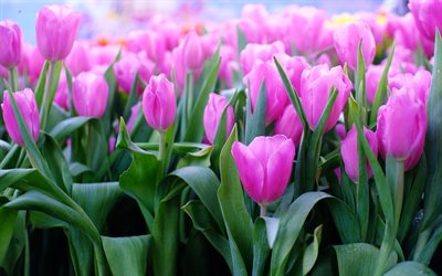 tulipanes morados, 4k, macro, flores de primavera, bokeh, campo de tulipanes, flores moradas, tulipanes, flores hermosas, fondos con tulipanes, capullos morados