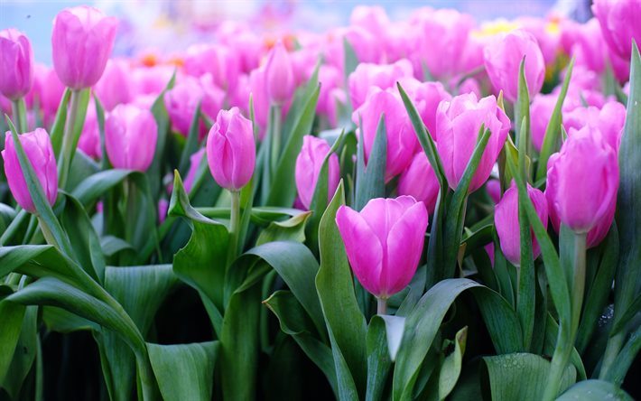 lila tulpen, 4k, makro, frühlingsblumen, bokeh, tulpenfeld, lila blumen, tulpen, schöne blumen, hintergründe mit tulpen, lila knospen