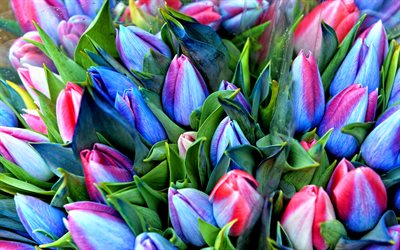 tulipas azuis, buquê de tulipas, flores da primavera, macro, flores azuis, tulipas, lindas flores, fundos com tulipas, botões azuis