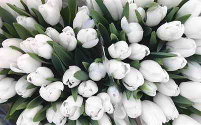 흰 튤립, 4k, 튤립 꽃다발, 봄 꽃, 매크로, 흰 꽃, 튤립, 아름다운 꽃들, 튤립이 있는 배경, 흰 새싹