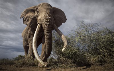 4k, elefante, áfrica, grandes presas, a vida selvagem, noite, pôr do sol, elefante de presas, animais selvagens, grande elefante