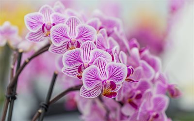 4k, purple orchids, Phalaenopsis, moth orchids, orchid branch, tropical flowers, tropical orchids, background with orchids, beautiful flowers, orchids, pink purple orchids