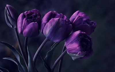 tulipanes violetas, 4k, ramo de tulipanes, flores de primavera, macro, flores violetas, tulipanes, flores hermosas, fondos con tulipanes, capullos violetas