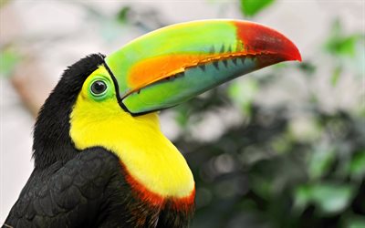Toucan, close-up, exotic birds, bokeh, Ramphastidae, wildlife, colorful birds, pictures with toucan, toucans