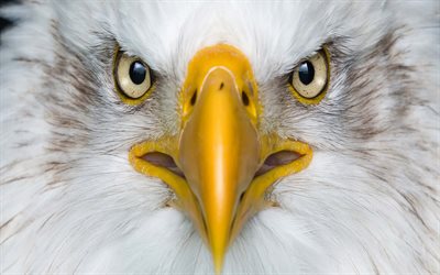 Bald Eagle, 4k, beak, USA symbol, birds of North America, wildlife, predator birds, American symbol, Bald Eagle on tree, Haliaeetus leucocephalus, hawk