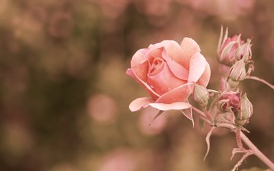 rosa rosa, outono, botão de rosa, fundo de rosas retrô, linda flor rosa, rosas, fundo com rosas