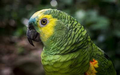 노란목 아마존, 4k, 확대, 이국적인 새들, 앵무새, 아마조나 아우로팔리아타, 녹색 앵무새, 앵무새와 사진, 녹색 새