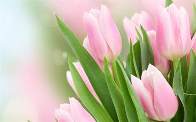 rosa tulpen, 4k, strauß tulpen, tulpen in papier, frühlingsblumen, makro, rosa blumen, tulpen, schöne blumen, hintergründe mit tulpen, rosa knospen