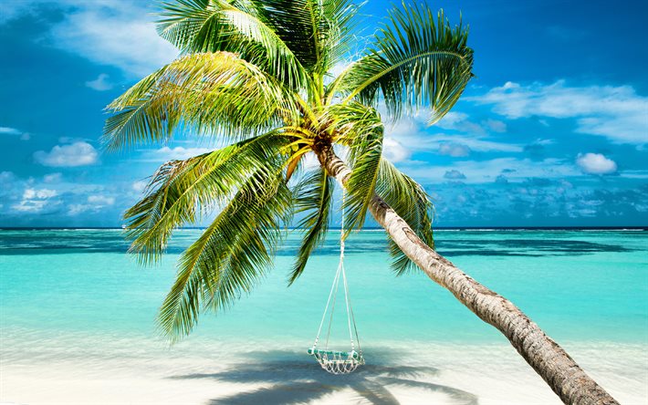 4k, palmiye ağacında salıncak, tropikal adalar, okyanus, plaj, yaz seyahati, denizin üzerinde palmiye ağacı, masmavi körfez, cennet, palmiye ağaçları, bir palmiye ağacı üzerinde hindistancevizi
