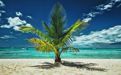 4k, isole tropicali, estate, palma, paradiso, laguna azzurra, palma sulla costa, spiaggia, oceano, paesaggio marino, palma vicino al mare
