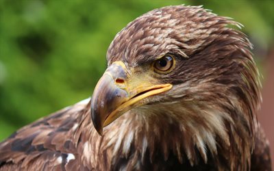 eagle, 4k, bokeh, wildlife, predators, Aquila, predatory birds, picture with eagle, predatory look, eagles, True eagles