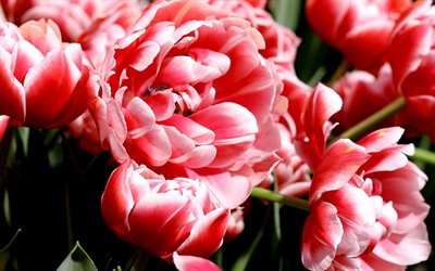ピンクの牡丹チューリップ, 4k, チューリップの花束, 閉じる, 春の花, 大きい, 牡丹チューリップ, ピンクの花, チューリップ, 美しい花, チューリップの背景, ピンクのつぼみ