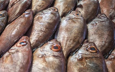frischer fisch, 4k, meeresfrüchte, fischgeschäft, frischer fischhintergrund, fischverkauf, frische fischkonzepte
