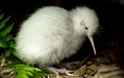 kiwi, primer plano, pájaros exóticos, apteryx, fauna, pájaros blancos, nueva zelanda, pájaro kiwi, pájaros no voladores