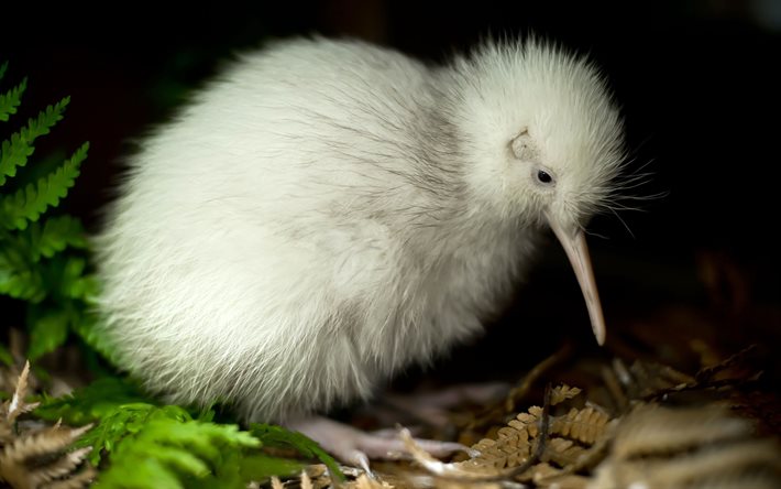 كيوي, يغلق, الطيور الغريبة, أبتريكس, الحيوانات البرية, طيور بيضاء, نيوزيلاندا, طائر الكيوي, الطيور التي لا تطير