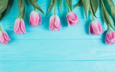 4k, pink tulips, blue wooden backgrounds, floral frames, spring flowers, bokeh, pink flowers, tulips, tulips frames, beautiful flowers, backgrounds with tulips