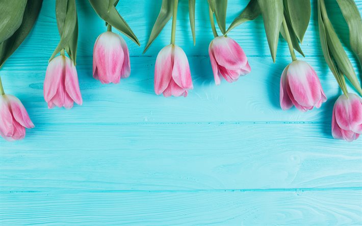 4k, tulipanes rosas, fondos de madera azul, marcos florales, flores de primavera, bokeh, flores rosas, tulipanes, marcos de tulipanes, hermosas flores, fondos con tulipanes