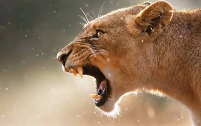 Angry lioness, Africa, wild animals, grin, anger concepts, wildlife, predators, Panthera leo, lioness, leaena noun, picture with lioness