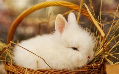 coniglietto bianco soffice, simpatici animali, piccolo coniglio, simbolo del 2023, coniglietto bianco in un cestino