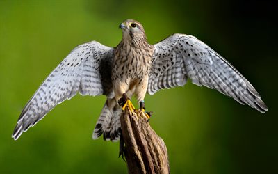 peneireiro comum, 4k, envergadura, pássaro no galho, aves exóticas, falco tinnunculus, falcões, peneireiros comuns