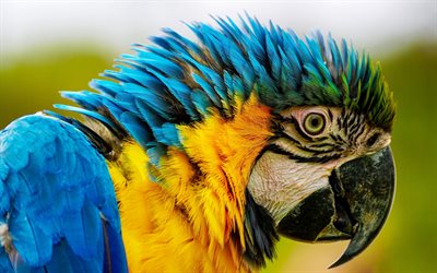 blauer und gelber ara, schöner blauer und gelber papagei, ara, ara ararauna, blau-goldener ara, papageien, südamerikanischer papagei