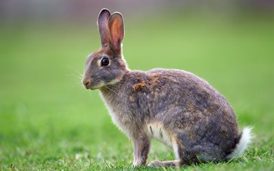 أرنبة, عشب اخضر, الحيوانات البرية, جاكربتس, أرنبة على العشب, الأرنب الرمادي, الأرانب البرية