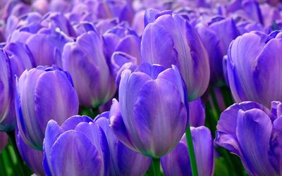 tulipas violetas, macro, flores da primavera, bokeh, campo de tulipas, flores violetas, tulipas, lindas flores, fundos com tulipas, botões violetas
