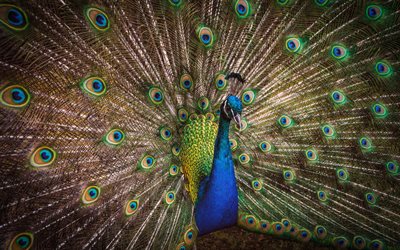 Peacock, 4k, bokeh, exotic birds, wildlife, Pavo cristatus, pictures with peacock, beautiful birds, Afropavo, Peacock bird, Pavo