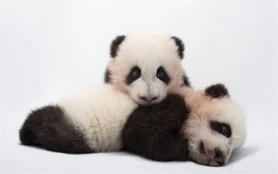 little pandas, panda cubs, cute animals, bear cubs, pandas, Atalanta, cute bears, cute pandas