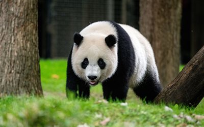 4k, Giant panda, China, wildlife, forest, cute animals, Ailuropoda melanoleuca, panda bear, bokeh, panda, pandas
