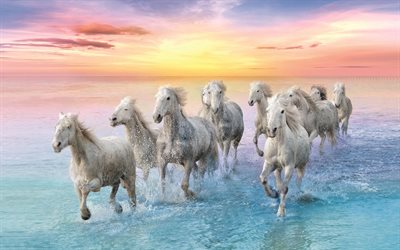 correndo cavalos brancos, rebanho de cavalos, costa, pôr do sol, cavalos brancos, cavalos correndo na água, cavalos