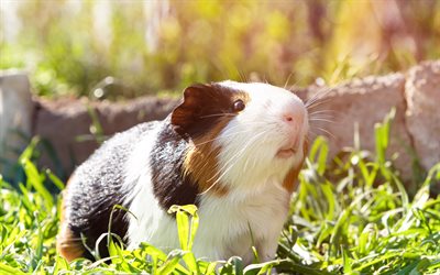 guinea pig, cute animals, pets, rodents, funny guinea pig, little animals, black and white guinea pig
