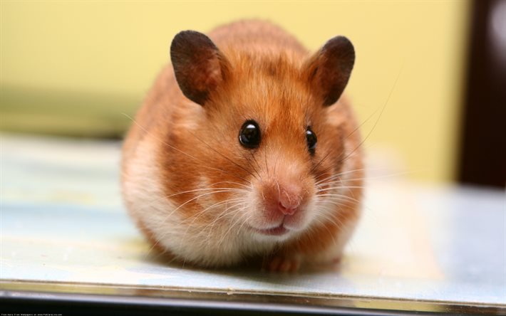 hamster marrom, animais engraçados, animais de estimação, bokeh, roedores, hamsters