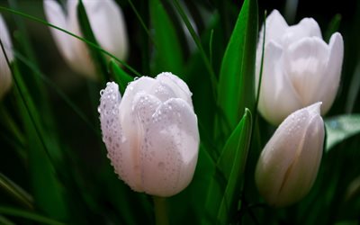 4k, tulipanes blancos, rocío, ramo de tulipanes, gotas de agua, flores de primavera, macro, flores blancas, tulipanes, flores hermosas, fondos con tulipanes, capullos blancos